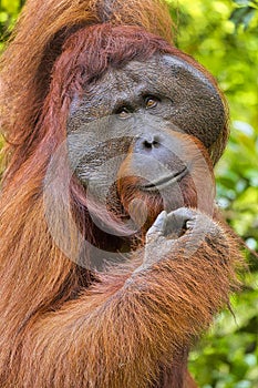 Orangutan, Pongo pygmaeus, Tanjung Puting National Park