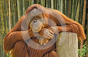 Orangutan portrait.