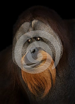 Orangutan Portrait photo