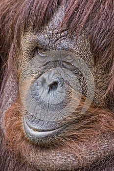 Orangutan portrait on the grass background