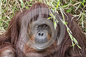 Orangutan portrait on the grass background