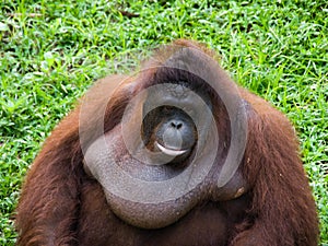 Orangutan portrait picture