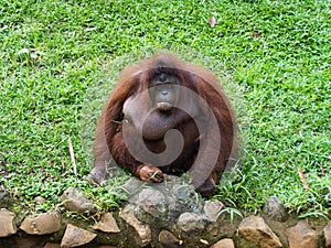 Orangutan portrait picture