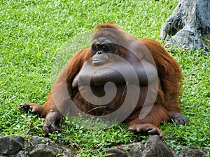Orangutan portrait picture