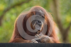 Orangutan postrait