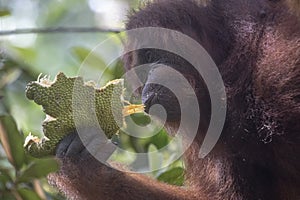 Orangutan in the primary rainforest Borneo