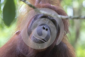 Orangutan in the primary rainforest Borneo