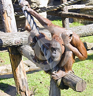 Orangutan primates anthropoid mammal hominid photo