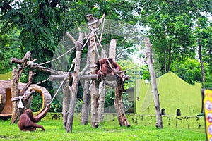 Orangutan primates living in the zoo