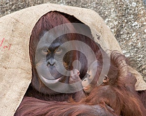 Orangutan - Proud Mother