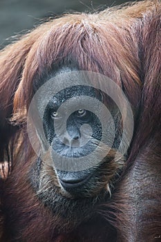 Orangutan red monkey sitting with a philosophical view