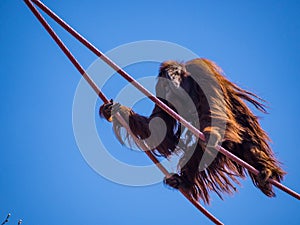 Orangutan On Ropes Against Blue Sky, National Zoo