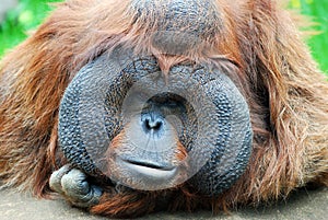 Orangutan's gaze