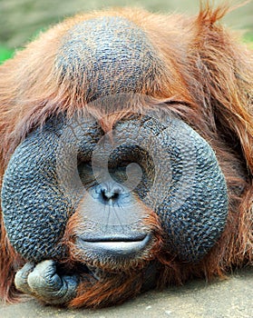 Orangutan's gaze