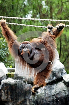 Orangutan