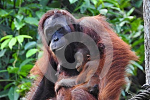 Orangutan Sepilok Orangutan Rehabilitation Centre