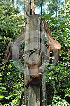 Orangutan, Sepilok Orangutan Rehabilitation Centre, Sandakan, Sabah, Borneo, Malaysia