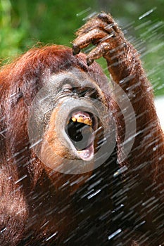Orangutan in the shower 2