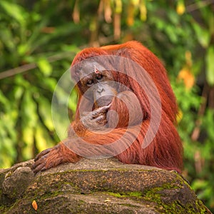 Orangutan in the Singapore Zoo