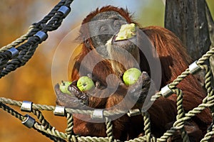 The orangutan sits on a tree and eats apples.