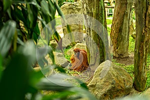 An orangutan sits under a tree