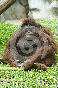 Orangutan sitting on grass