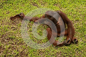 Orangutan sitting on the grass and holding the bark of a tree. A young orangutan playing with a piece of wood