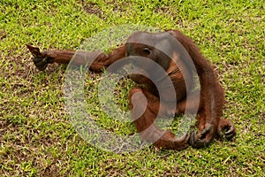 Orangutan sitting on the grass and holding the bark of a tree. A young orangutan playing with a piece of wood