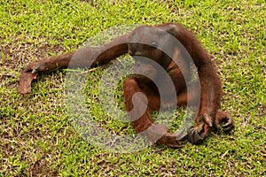 Orangutan sitting on the grass and holding the bark of a tree. A young orangutan playing with a piece of wood