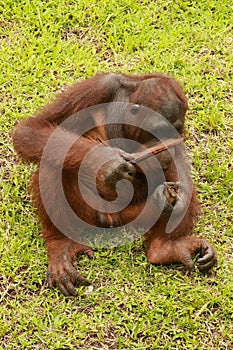 Orangutan sitting on the grass and holding the bark of a tree. A young orangutan playing with a piece of wood