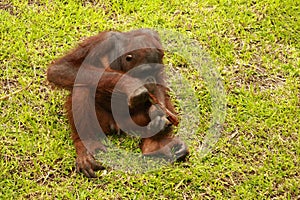 Orangutan sitting on the grass and holding the bark of a tree. A young orangutan playing with a piece of wood