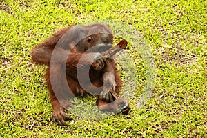 Orangutan sitting on the grass and holding the bark of a tree. A young orangutan playing with a piece of wood