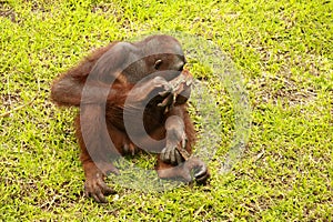 Orangutan sitting on the grass and holding the bark of a tree. A young orangutan playing with a piece of wood