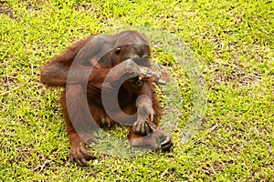 Orangutan sitting on the grass and holding the bark of a tree. A young orangutan playing with a piece of wood