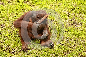 Orangutan sitting on the grass and holding the bark of a tree. A young orangutan playing with a piece of wood