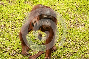 Orangutan sitting on the grass and holding the bark of a tree. A young orangutan playing with a piece of wood