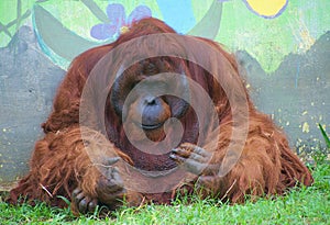 An orangutan sitting and look sad in a zoo