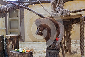 Orangutan sitting on a tree stump and eating a tomato.