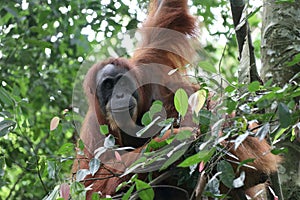 Orangutan Smile