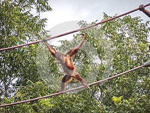 Orangutan at the Smithsonian National Zoo - 1