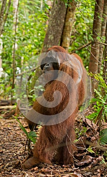 Orangutan stands on its hind legs in the jungle. Indonesia. The island of Kalimantan Borneo.