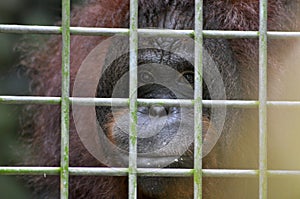 An orangutan staring blankly