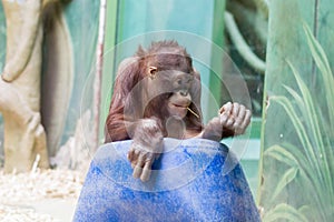 Orangutan with a straw in his mouth. Primate in the zoo.