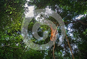 Orangutan in sumatra gunung leuser park in indonesia