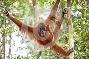 Orangutan in Sumatra photo