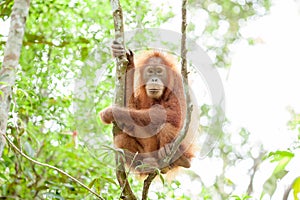 Orangutan in Sumatra photo