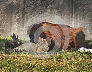 Orangutan and Tabby Cat Friends photo