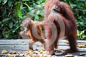 Orangutan in tanjung puting national park