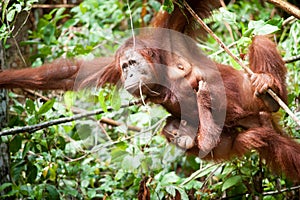 Orangutan in tanjung puting national park