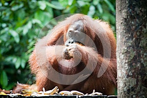Orangutan in tanjung puting national park